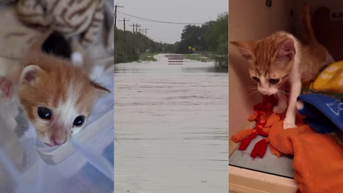 Dierenbeschermingsgroep uit San Antonio helpt huisdieren die zijn ontheemd door recente overstromingen in Hill Country