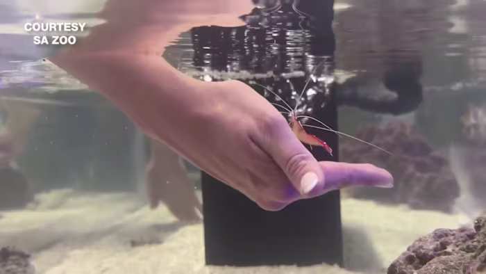 Dierentuin van San Antonio opent praktijkgerichte tentoonstelling over waterleven gericht op het behoud van de oceaan