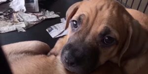 Door de hoge kosten zijn eigenaren van gezelschapsdieren in San Antonio op zoek naar hulp nu de ACS-kennels hun capaciteit bereiken