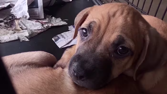 Door de hoge kosten zijn eigenaren van gezelschapsdieren in San Antonio op zoek naar hulp nu de ACS-kennels hun capaciteit bereiken