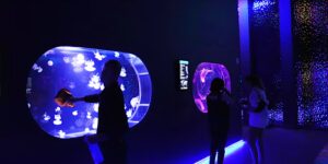 Het Jellyfish Museum in Florida is uitsluitend gewijd aan de betoverende drijvende roofdieren