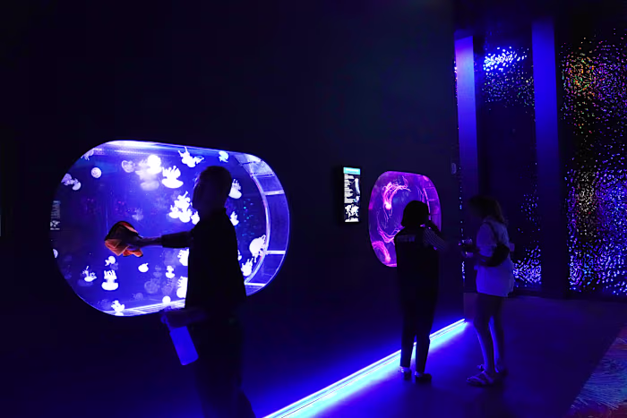 Het Jellyfish Museum in Florida is uitsluitend gewijd aan de betoverende drijvende roofdieren