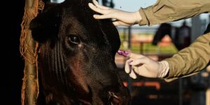 Mexicaanse veeboeren bereiden zich voor om de verkoop van vee aan de VS te hervatten onder strenge controles op het risico van schroefwormen
