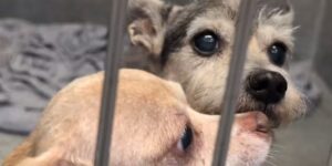 26 honden in beslag genomen uit het huis van North Side te midden van een toename van het aantal gevallen van hamsteren van honden, zegt ACS