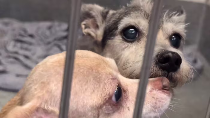 26 honden in beslag genomen uit het huis van North Side te midden van een toename van het aantal gevallen van hamsteren van honden, zegt ACS