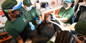 Chimpansees die ooit voor vaccinonderzoek werden gebruikt, krijgen gezondheidscontroles als onderdeel van de langdurige zorg