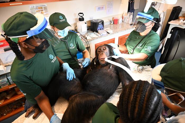 Chimpansees die ooit voor vaccinonderzoek werden gebruikt, krijgen gezondheidscontroles als onderdeel van de langdurige zorg