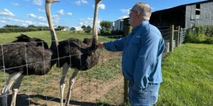Een man uit Kentucky met een vleesallergie had zin in een burger. Zo kwam hij terecht in de struisvogelhouderij