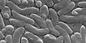 Gezondheidsfunctionarissen dringen aan op voorzichtigheid voor strandgangers aan de Golfkust tijdens de golf van dodelijke bacteriële infecties