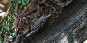 Kleine, onlangs als soort geïdentificeerde wilde kat trekt nieuwsgierige bezoekers in Bolivia
