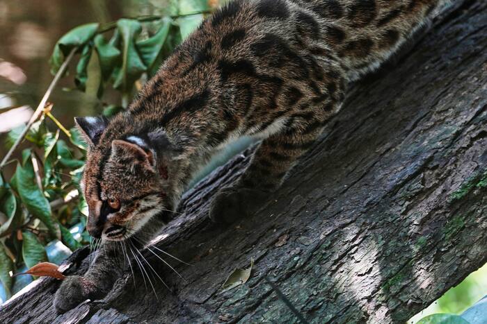Kleine, onlangs als soort geïdentificeerde wilde kat trekt nieuwsgierige bezoekers in Bolivia
