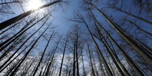 US Forest Service sluit 23 onderzoeksfaciliteiten als onderdeel van de reorganisatie onder Trump