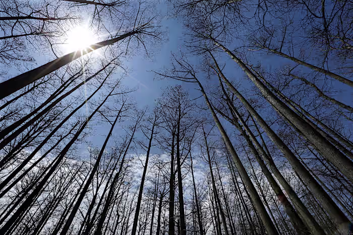 US Forest Service sluit 23 onderzoeksfaciliteiten als onderdeel van de reorganisatie onder Trump