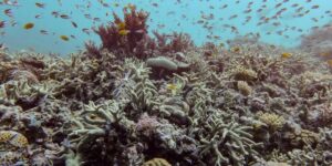 Bijna alle ecosystemen van koraalriffen lopen het risico binnen vijftig jaar in te storten, waarschuwt onderzoek
