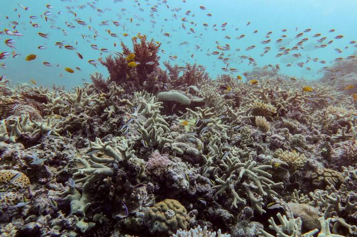 Bijna alle ecosystemen van koraalriffen lopen het risico binnen vijftig jaar in te storten, waarschuwt onderzoek