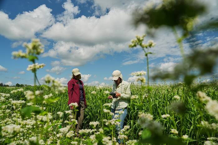 Boekweitelers hopen dat nieuwe markten ervoor kunnen zorgen dat er meer tafels worden bereikt