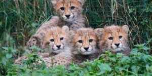 De cheetahwelpjes in de Praagse dierentuin maken het goed na een periode van hevige stormen en de ziekte van hun moeder