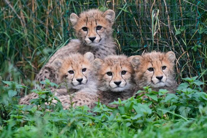 De cheetahwelpjes in de Praagse dierentuin maken het goed na een periode van hevige stormen en de ziekte van hun moeder