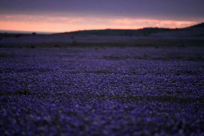 De droogste woestijn op aarde is momenteel bedekt met wilde bloemen