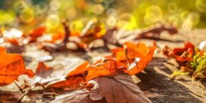 De herfst in San Antonio is sinds 1970 bijna 4 graden warmer geworden