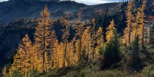 De minister van Landbouw zegt dat het agentschap ‘met volle kracht vooruit’ is met de reorganisatie van Forest Service