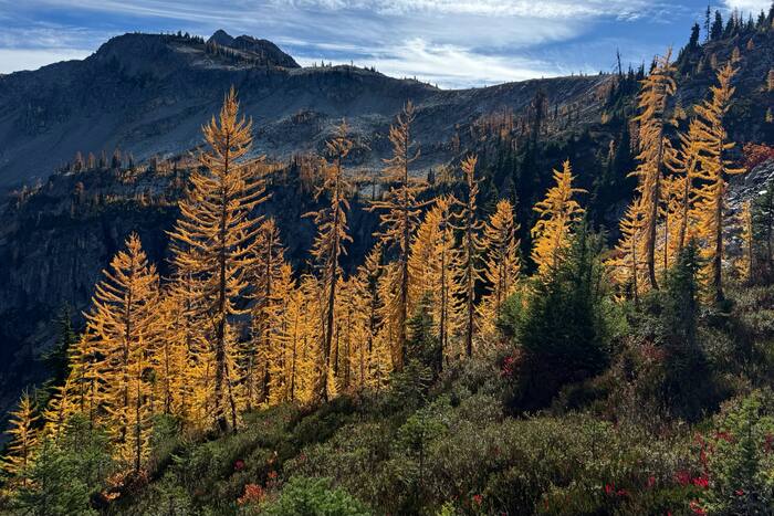 De minister van Landbouw zegt dat het agentschap 'met volle kracht vooruit' is met de reorganisatie van Forest Service