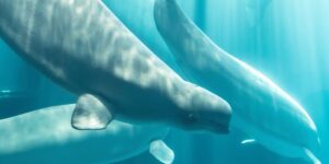 Een andere beluga-walvis sterft in het aquarium van Chicago na een reddingsmissie vanuit het Canada-park