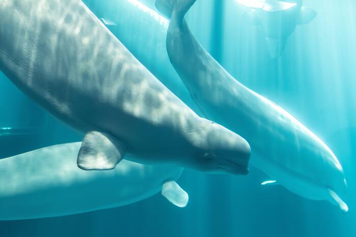 Een andere beluga-walvis sterft in het aquarium van Chicago na een reddingsmissie vanuit het Canada-park