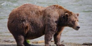 Fat Bear Week opent voor Alaska’s zwaargewichtkroon. Kan Chunk, de kampioen van 1200 pond, opnieuw winnen?