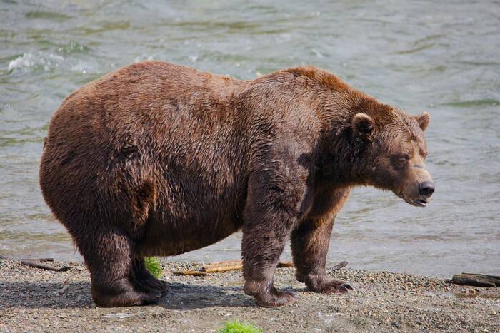 Fat Bear Week opent voor Alaska's zwaargewichtkroon. Kan Chunk, de kampioen van 1200 pond, opnieuw winnen?
