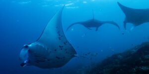 Fondsenwerving om oceanen, bossen en andere belangrijke natuurgebieden te beschermen schieten tekort in de aanloop naar de VN-top