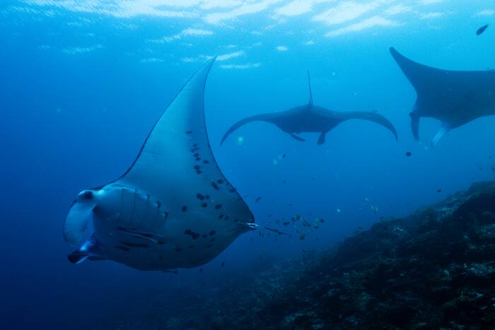 Fondsenwerving om oceanen, bossen en andere belangrijke natuurgebieden te beschermen schieten tekort in de aanloop naar de VN-top