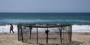Het Agentschap zegt dat zeeschildpaddeneieren die op de stranden van Californië worden gelegd, een primeur zijn voor de Amerikaanse westkust