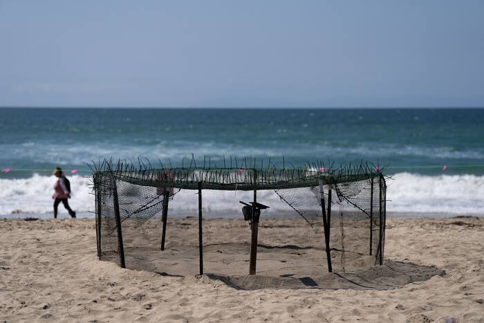 Het Agentschap zegt dat zeeschildpaddeneieren die op de stranden van Californië worden gelegd, een primeur zijn voor de Amerikaanse westkust