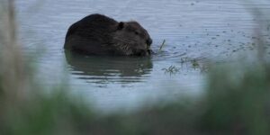 Het brengen van meer bevers naar stroomgebieden is een krachtig instrument om droogte te bestrijden, zeggen experts