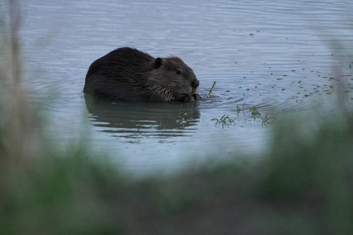 Het brengen van meer bevers naar stroomgebieden is een krachtig instrument om droogte te bestrijden, zeggen experts