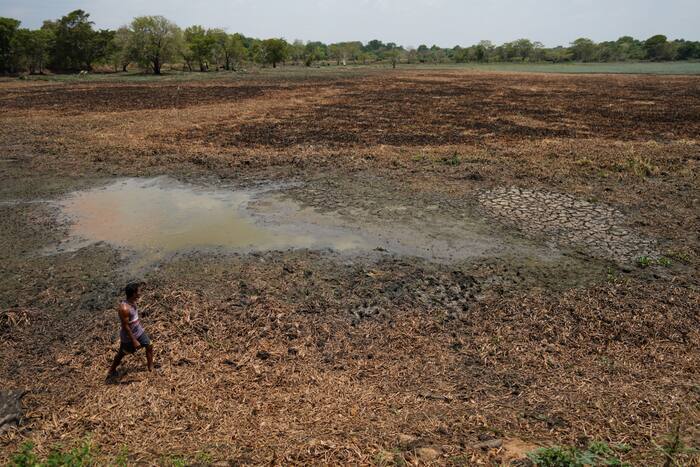 In het door droogte geteisterde Sri Lanka zien boeren hoe putten leeglopen en de waterpoelen kleiner worden
