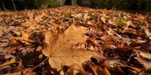 KIJK LIVE: New England heeft een ‘elite’-jaar, maar elders zijn er ook herfstbladeren