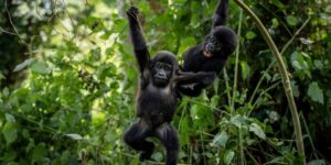 Oegandezen planten bomen in de buurt van nationaal park om mensen uit de habitat van gorilla’s te houden