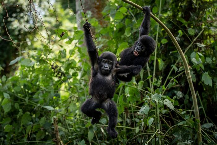 Oegandezen planten bomen in de buurt van nationaal park om mensen uit de habitat van gorilla's te houden