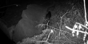 Rivierotters duiken op in de rivier de San Antonio. Wat betekent hun terugkeer voor de waterwegen van de stad?