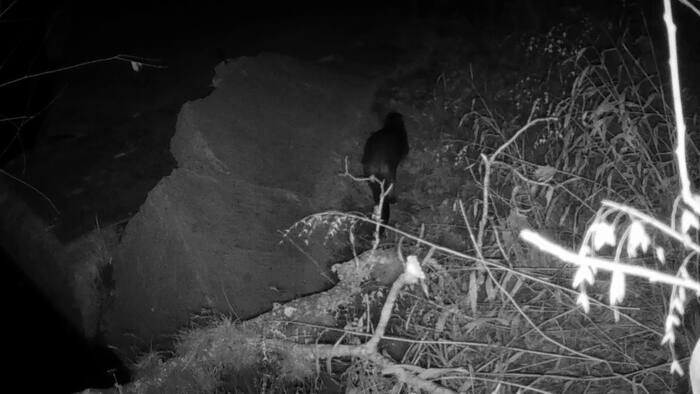Rivierotters duiken op in de rivier de San Antonio. Wat betekent hun terugkeer voor de waterwegen van de stad?