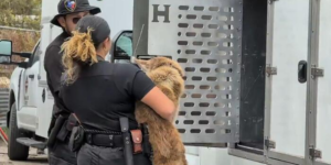 Vrouw beschuldigd van het vervoeren van honden in verband met dierenmishandeling in het huis van Southeast Side, zegt ACS